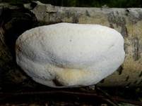 Grauweißer Saftporling, Foto 7