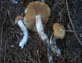 Bereifter Schleimfuß, Foto 2