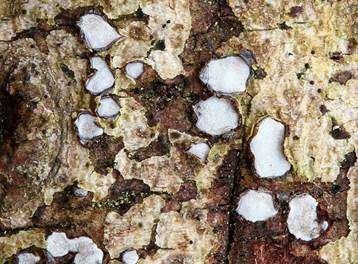 Grauweißes Holzscheibchen, Foto 3