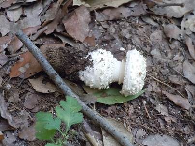 Graziler Wulstling, Foto 2