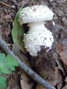 Graziler Wulstling, Foto 3
