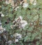 Große Algenspinne, Foto 12