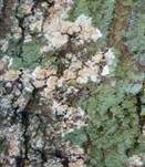 Große Algenspinne, Foto 13