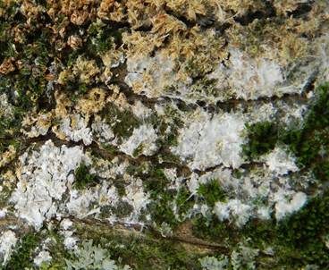 Große Algenspinne, Foto 4