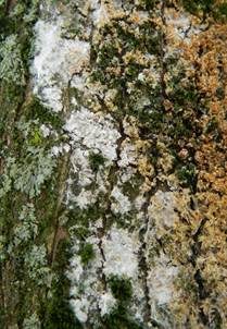 Große Algenspinne, Foto 5