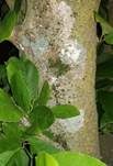 Große Algenspinne, Foto 8