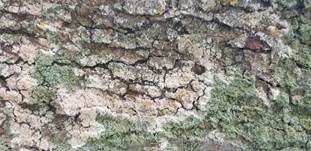 Große Algenspinne, Foto 10