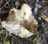 Großer Camembert-Täubling, Foto 14