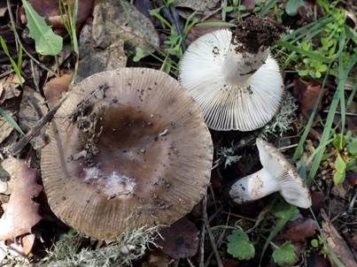 Großer Camembert-Täubling, Foto 4
