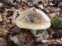 Großer Camembert-Täubling, Foto 6