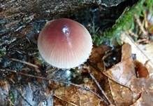Großer Bluthelmling, Foto 28