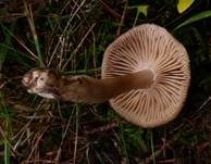 Großer Dunkel-Trichterling, Foto 8