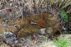 Großer Helicoil-Wasserpilz, Foto 12
