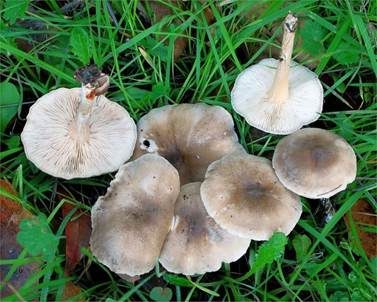 Bereifter Weichritterling, Foto 2