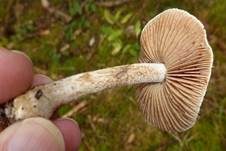 Großer Rettichfälbling, Foto 9