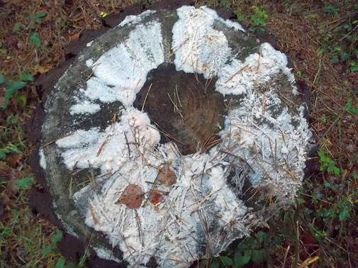 Großer Zystidenkammpilz, Foto 3
