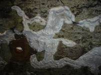 Großer Zystidenkammpilz, Foto 14