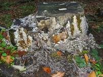 Großer Zystidenkammpilz, Foto 5
