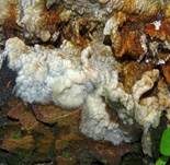 Großer Zystidenkammpilz, Foto 7