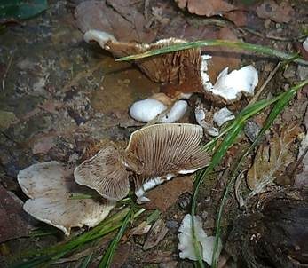 Großes Stummelfüßchen, Foto 3