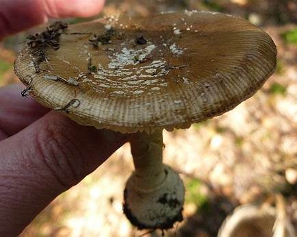 Grossscheidiger Scheidenstreifling, Foto 14