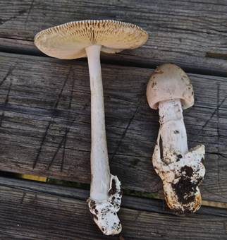 Grossscheidiger Scheidenstreifling, Foto 4