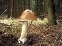 Grossscheidiger Scheidenstreifling, Foto 8