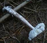 Grossscheidiger Scheidenstreifling, Foto 10