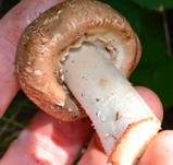 Großsporiger Blutchampignon, Foto 12