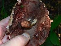 Großsporiger Blutchampignon, Foto 15
