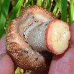 Großsporiger Blutchampignon, Foto 17