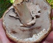 Großsporiger Blutchampignon, Foto 10