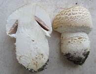 Großsporiger Champignon, Foto 27