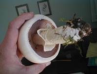 Großsporiger Champignon, Foto 9