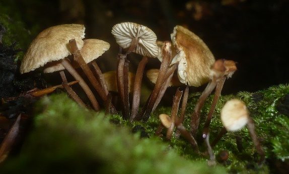 Bereiftstieliger Schwindling, Foto 5