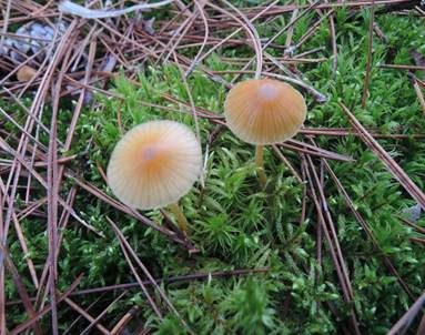 Großsporiger Häubling, Foto 2