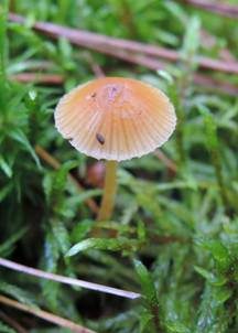 Großsporiger Häubling, Foto 3