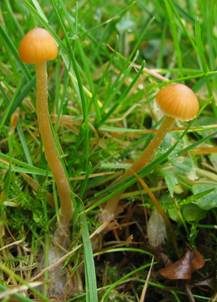 Großsporiger Häubling, Foto 5