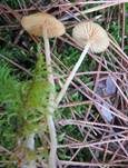 Großsporiger Häubling, Foto 8