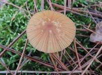 Großsporiger Häubling, Foto 9