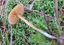 Großsporiger Häubling, Foto 10