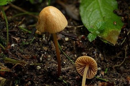 Großsporiges Langstiel-Samthäubchen, Foto 2
