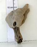 Grubenlorchel, Foto 14