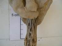 Grubenlorchel, Foto 25