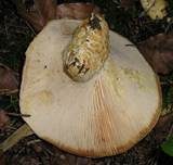 Grubiger Milchling, Foto 14