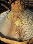Grubiger Milchling, Foto 33