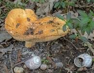 Grubiger Milchling, Foto 6