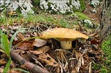 Grubiger Milchling, Foto 8