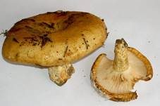 Grubiger Milchling, Foto 11