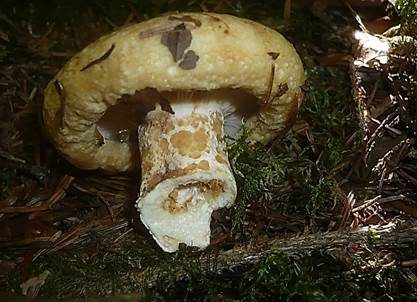 Grubiger Weißtannenmilchling, Foto 3